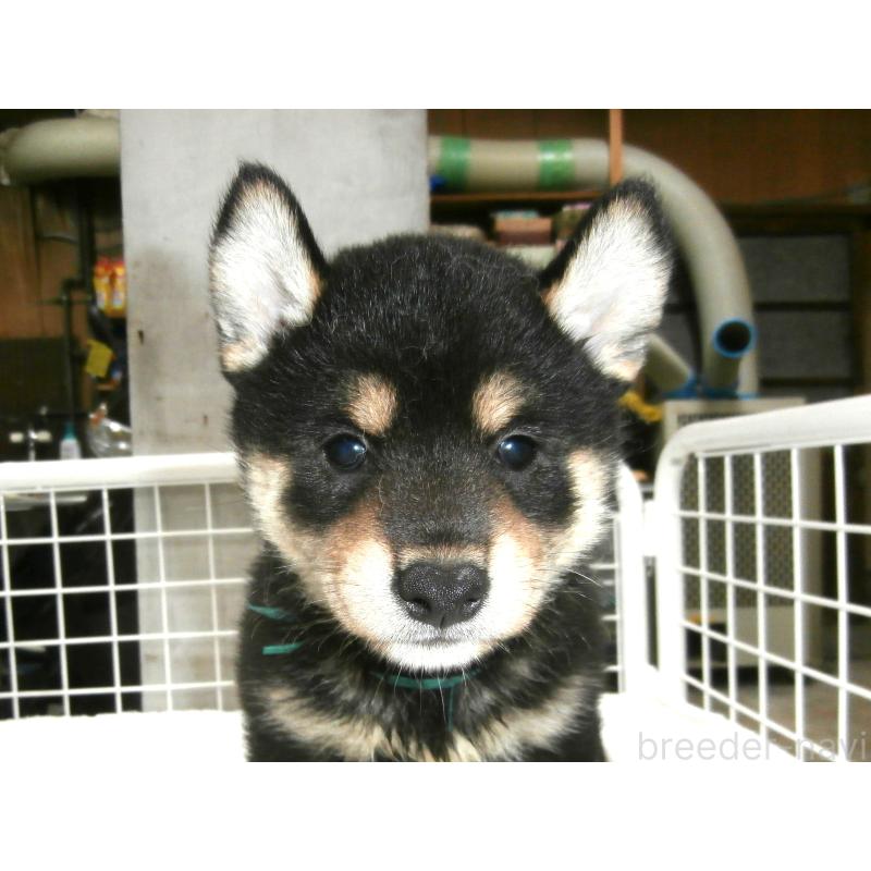 商談中の大阪府の柴犬-396766の4枚目